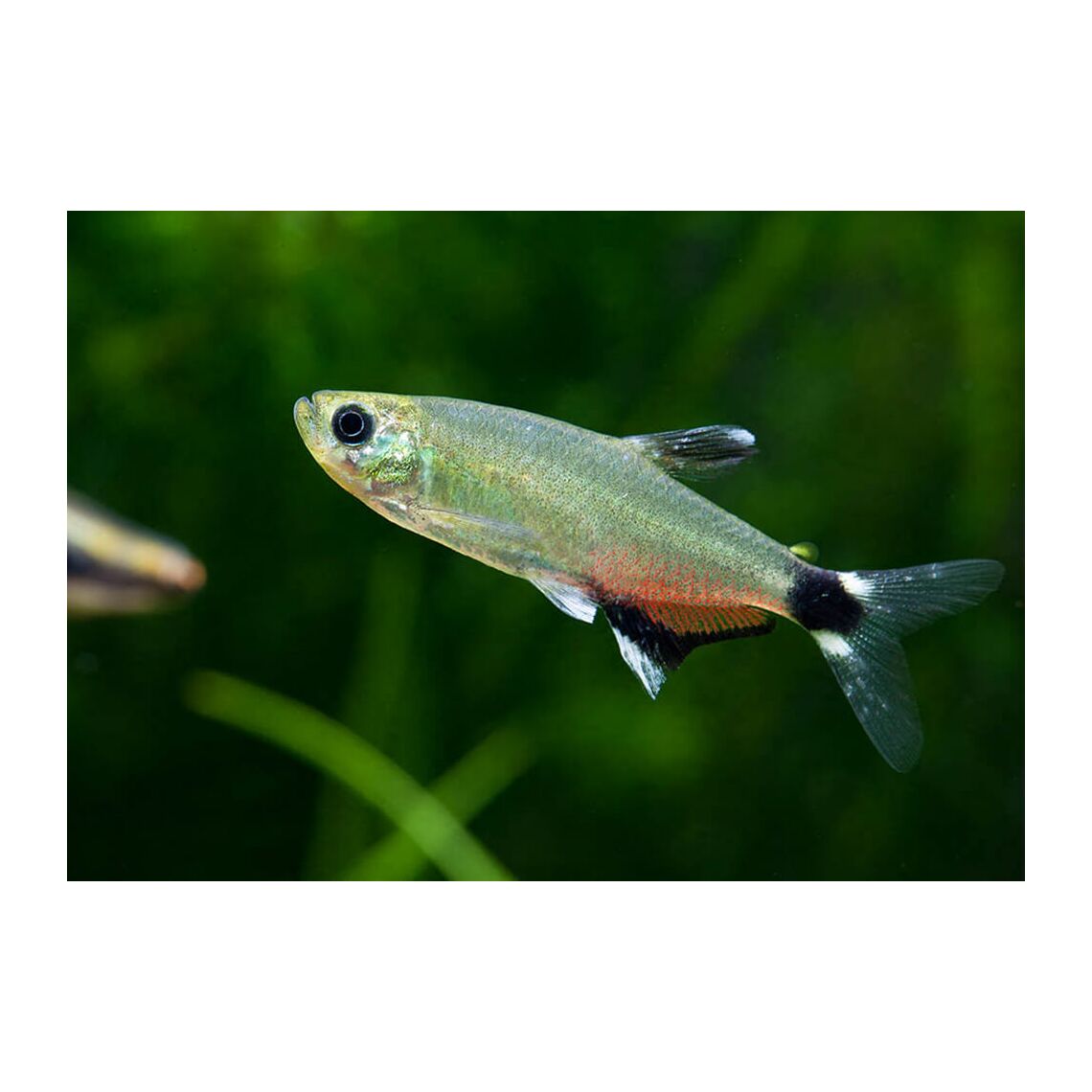 Афиохаракс Парагвайский