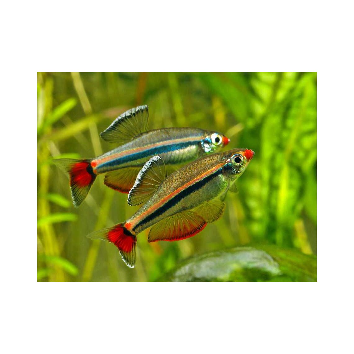 Кардинал (Tanichthys albonubes)