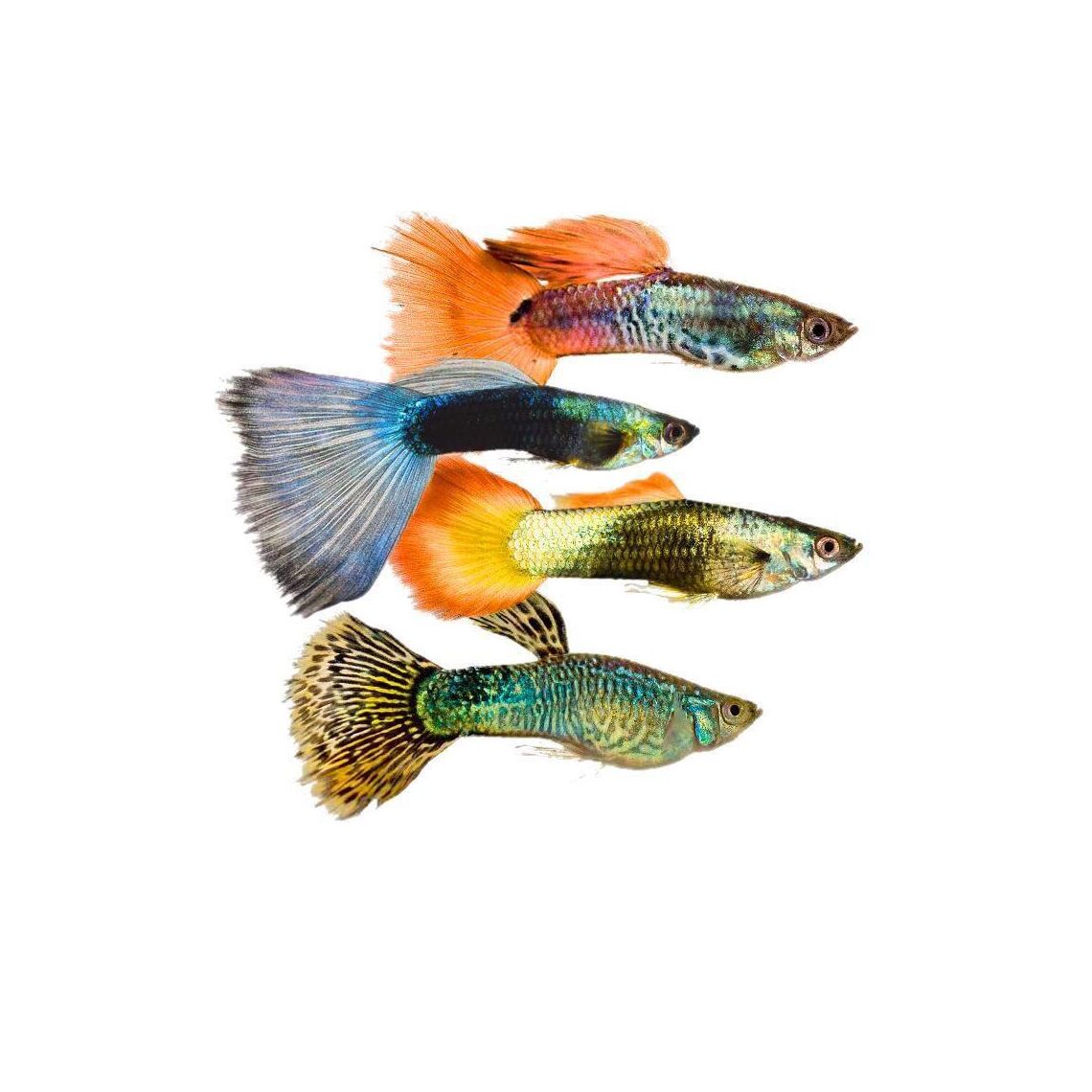 Гуппи самцы тукседо  М