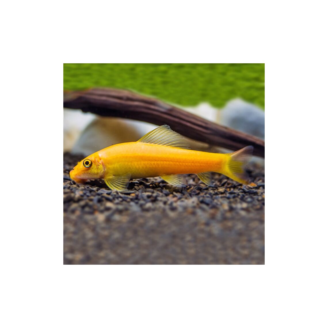 Гиринохейлус