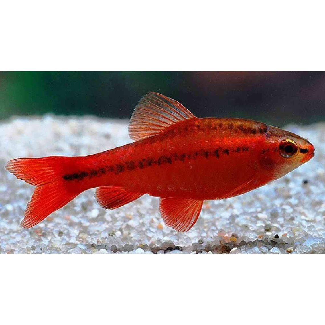 Барбус вишневый