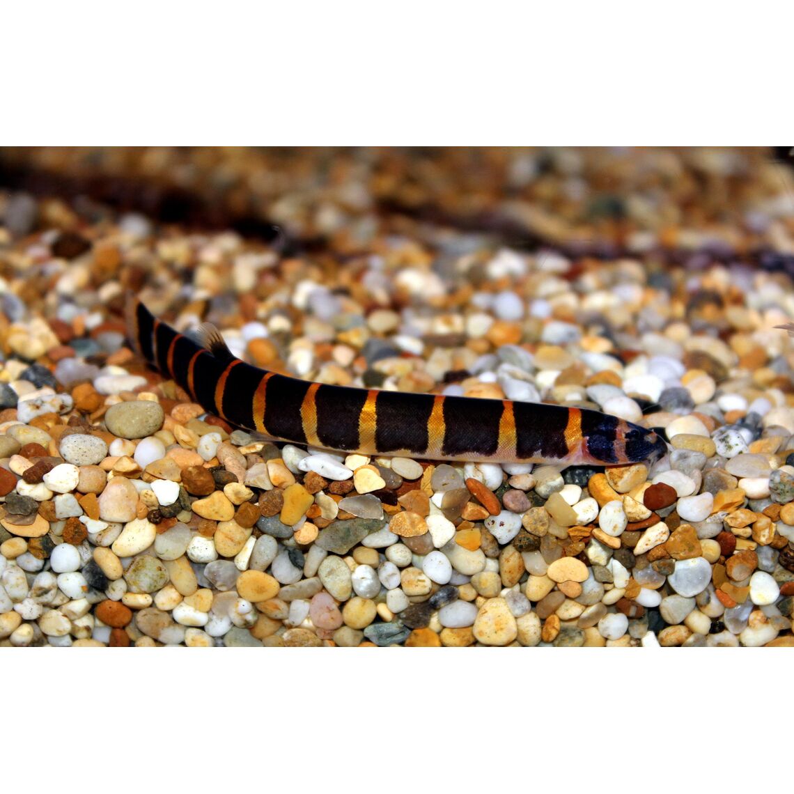 Акантофтальмус Кюля