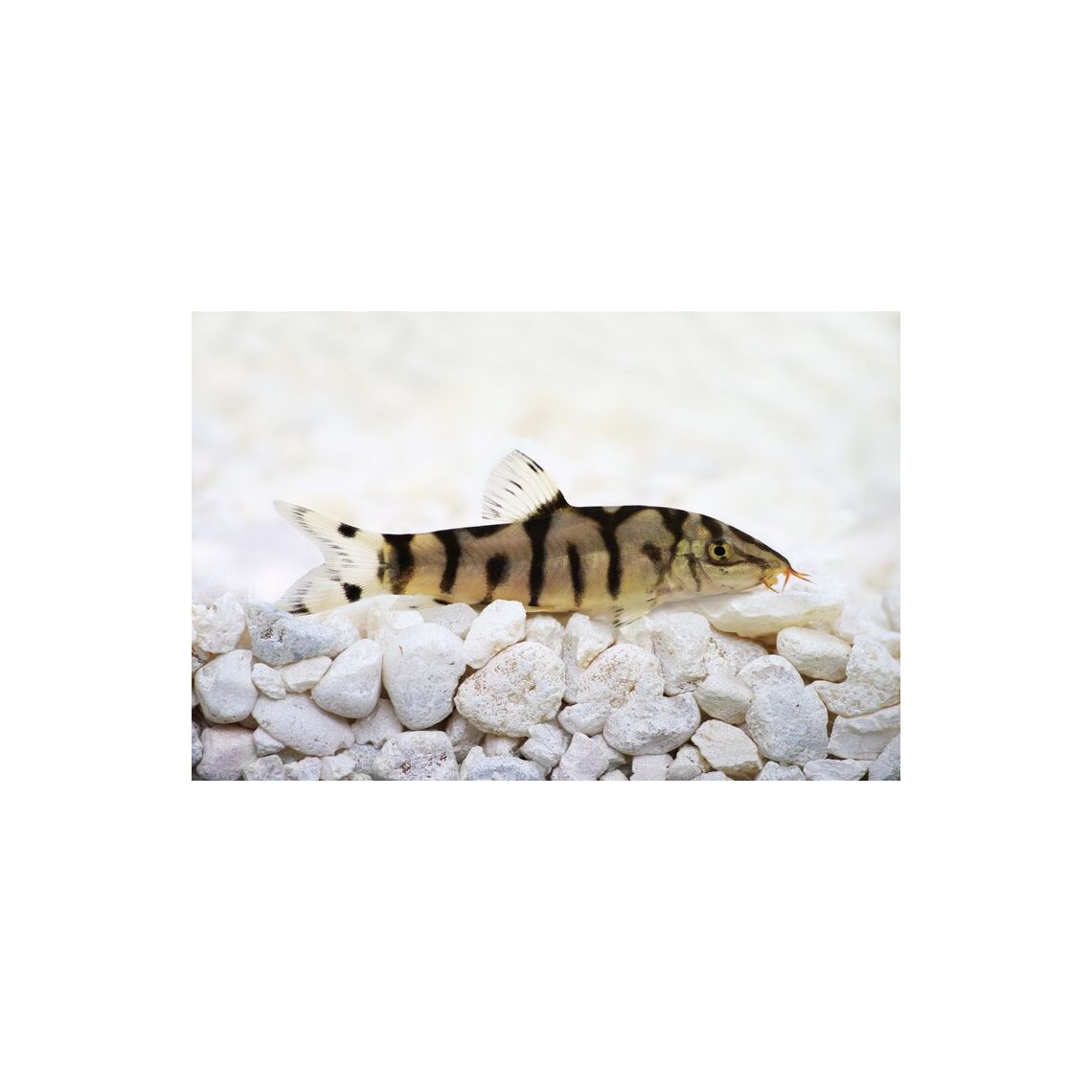 Боция Мраморная (Botia almorhae)