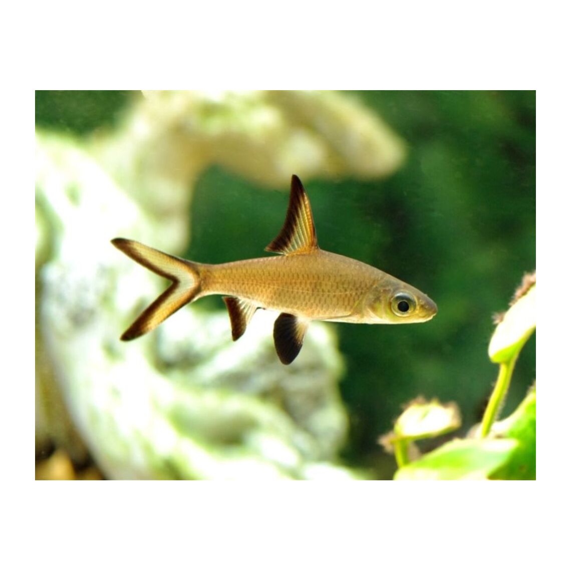 Акулий Балу (Balantiocheilos melanopterus)