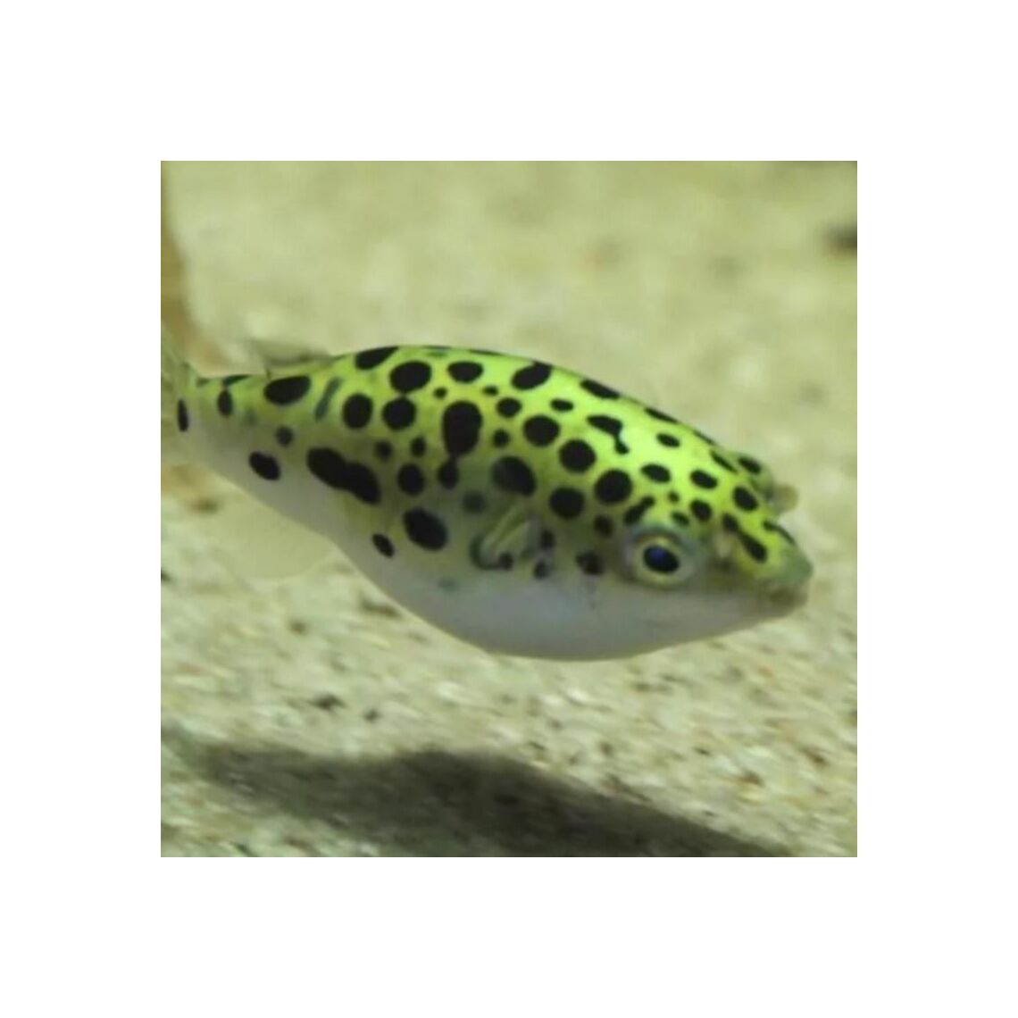 Тетрадон Зеленый