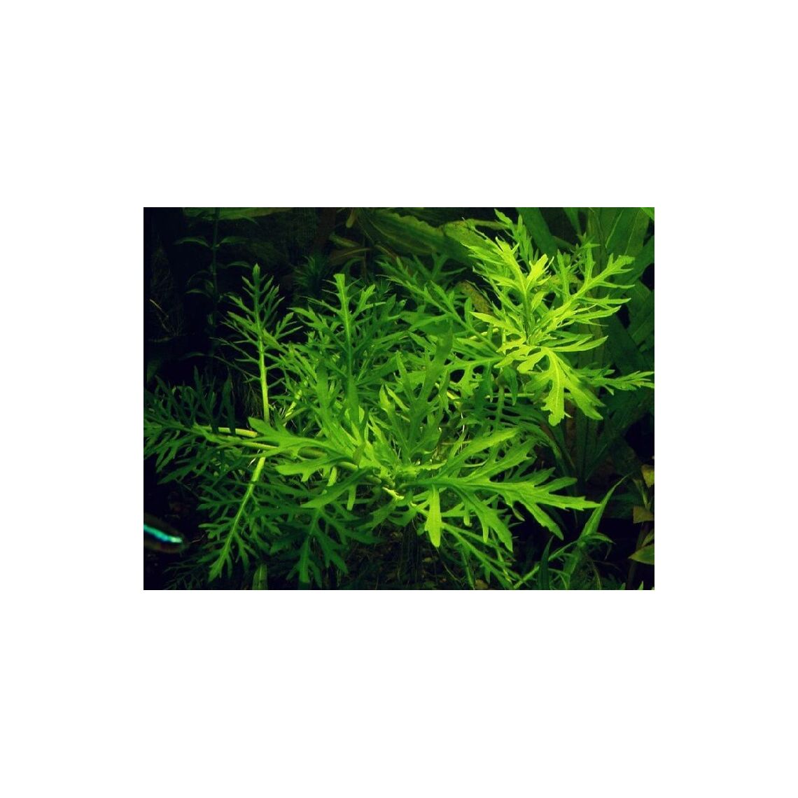 Гигрофила Изменчивая