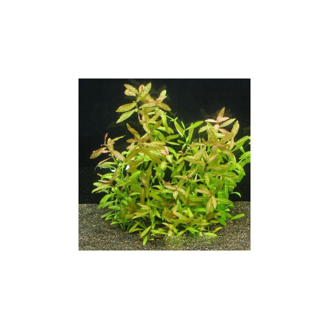 Гигрофила многосемянная