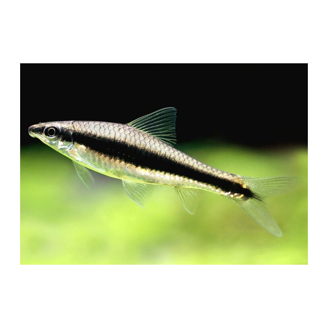 Водорослеед Сиамский крупный 10+ см