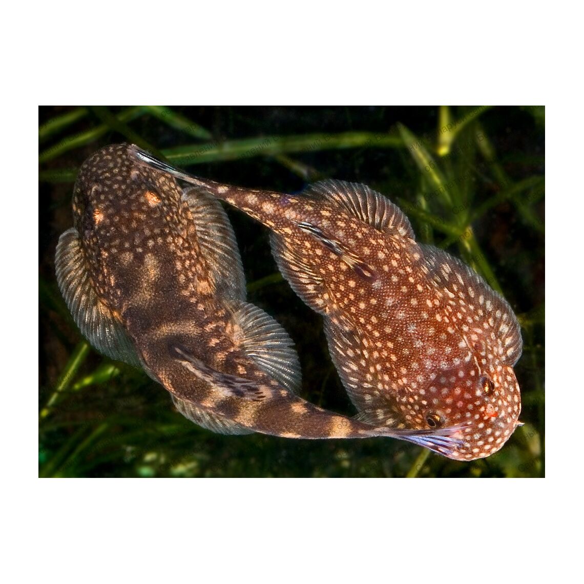 Гастромизон Пунктулатус