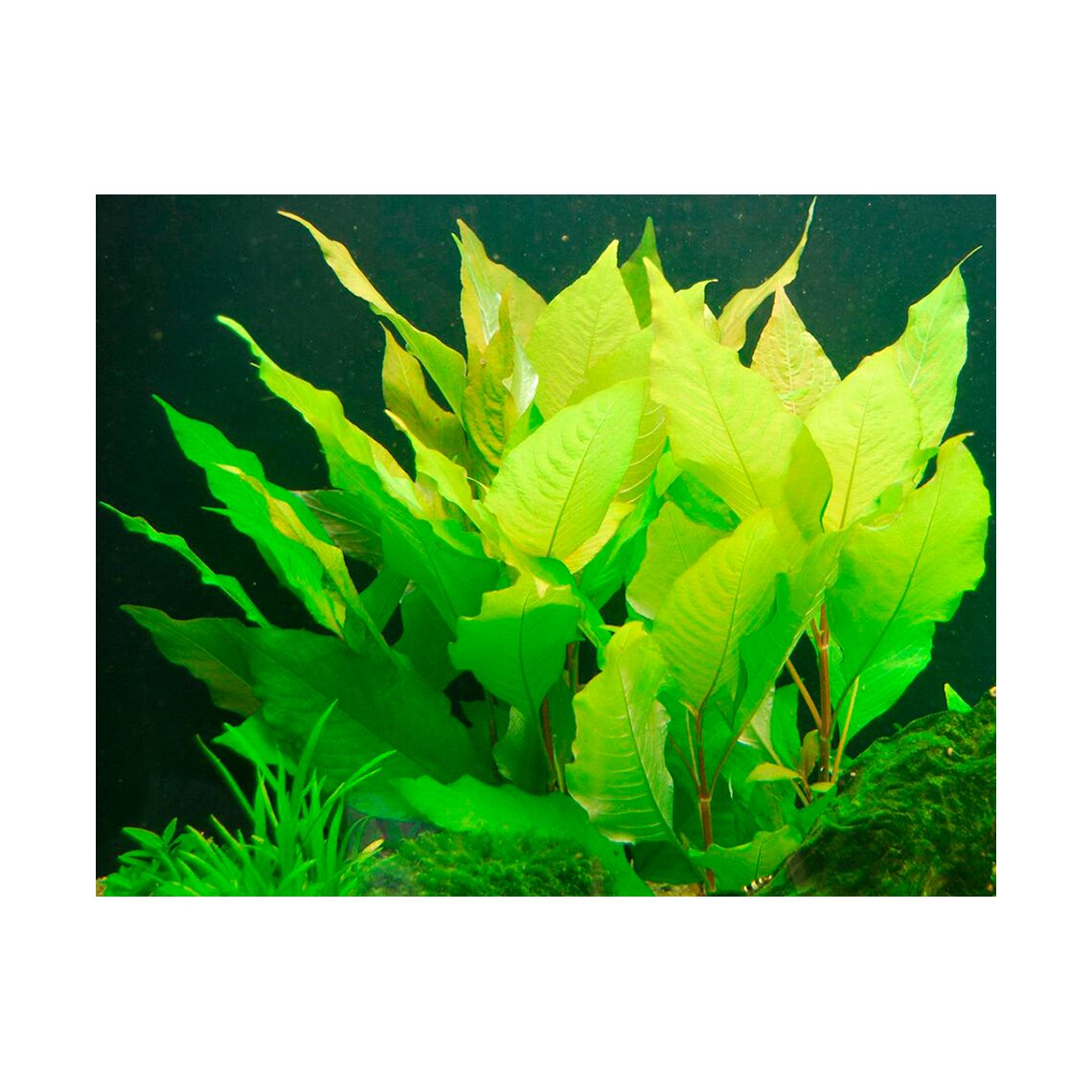 Гигрофила Каримбоза