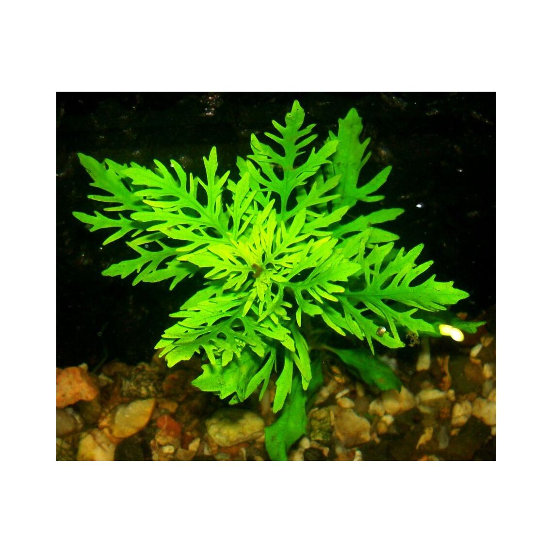 Гигрофила Дифформис Синема (одиночное растеие)