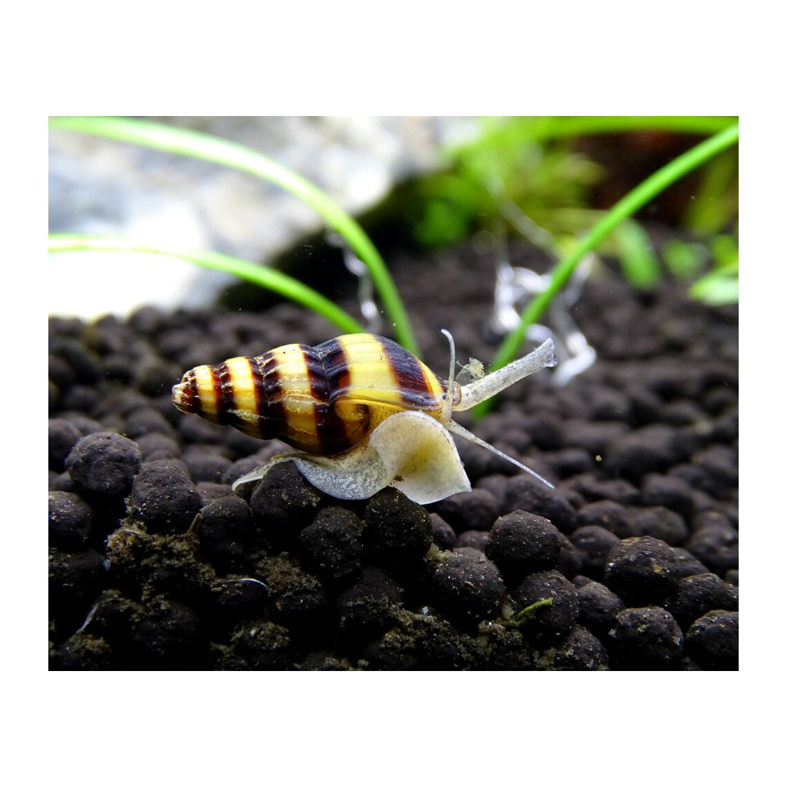 Улитка Хелена