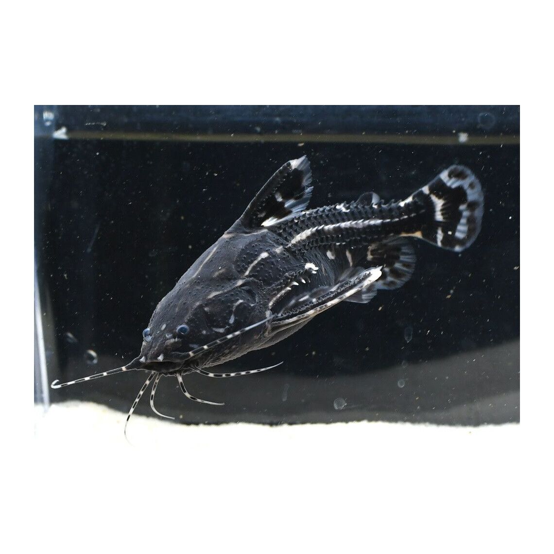 Агамикс звездчатый