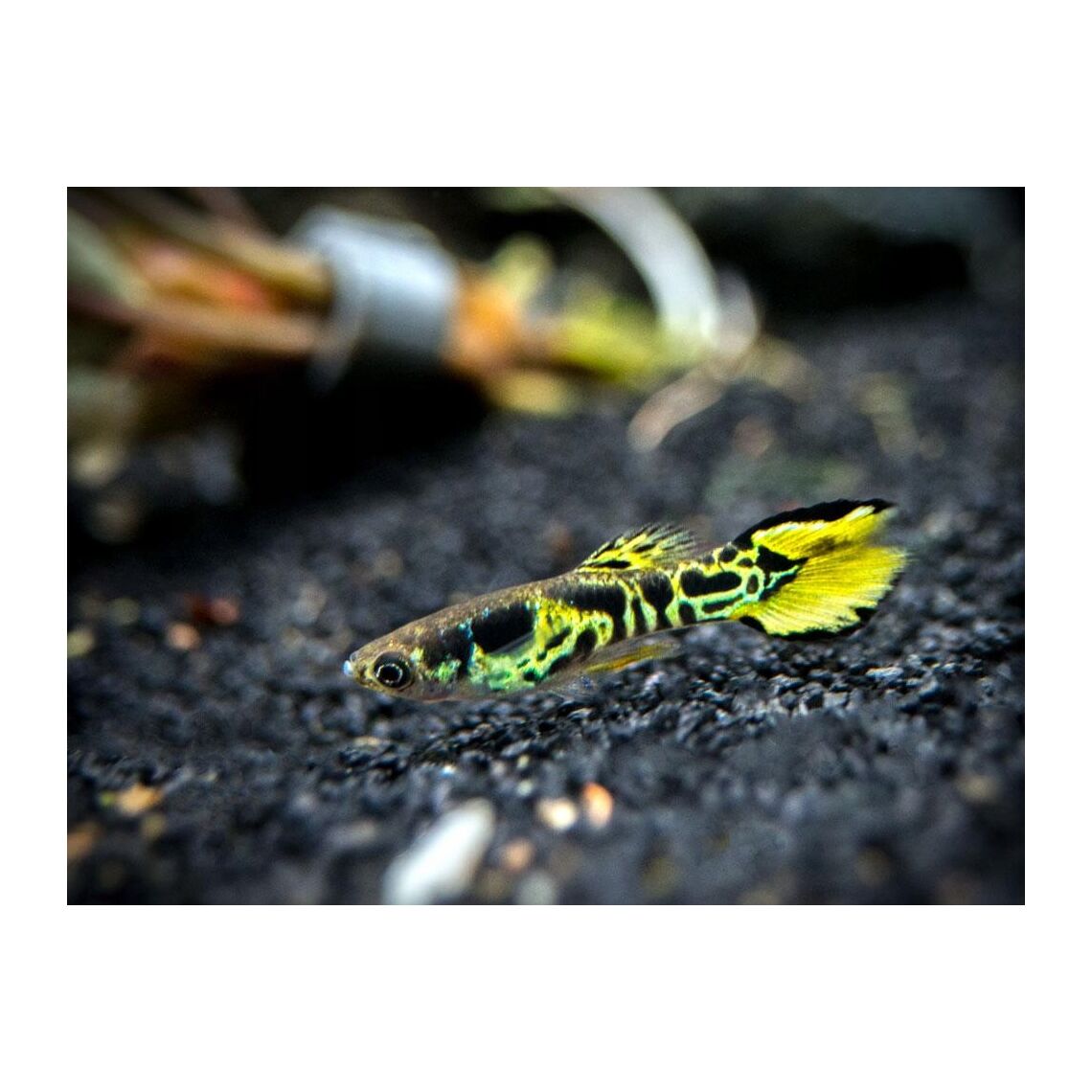 Гуппи Эндлера