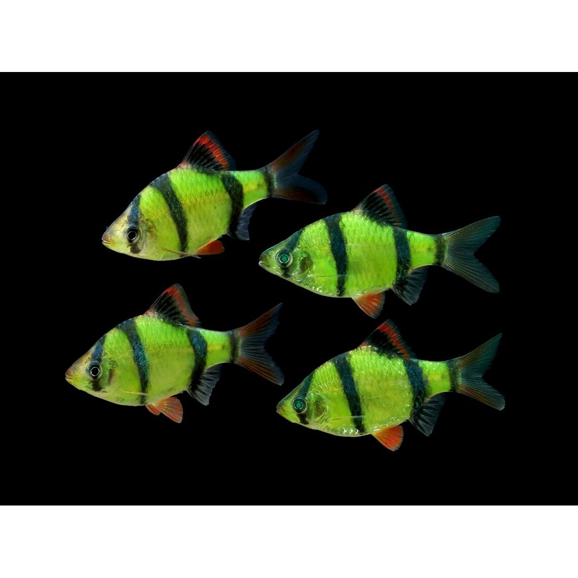 Барбус ГЛО "ЗЕЛЁНЫЙ"