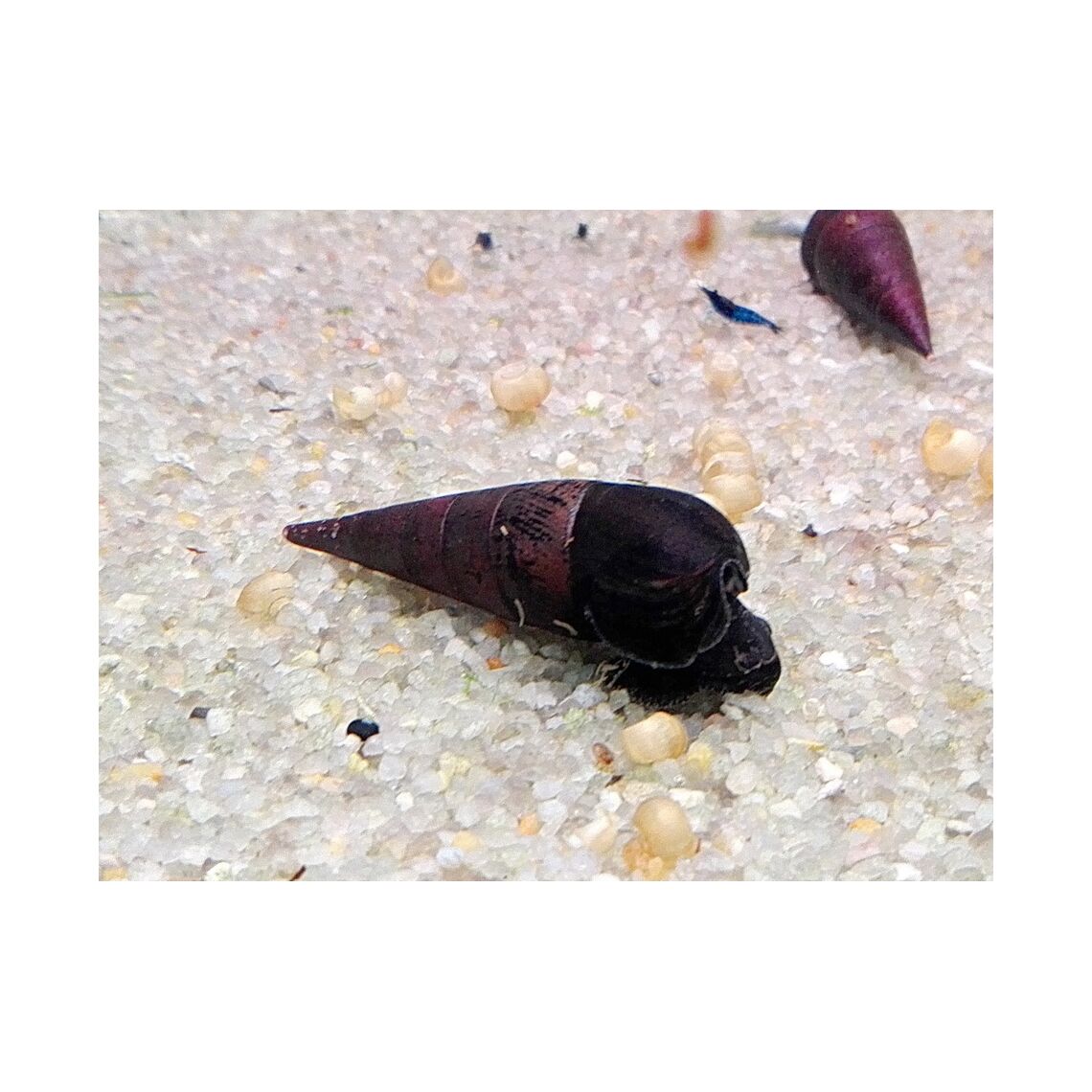 Улитка Шип Дьявола