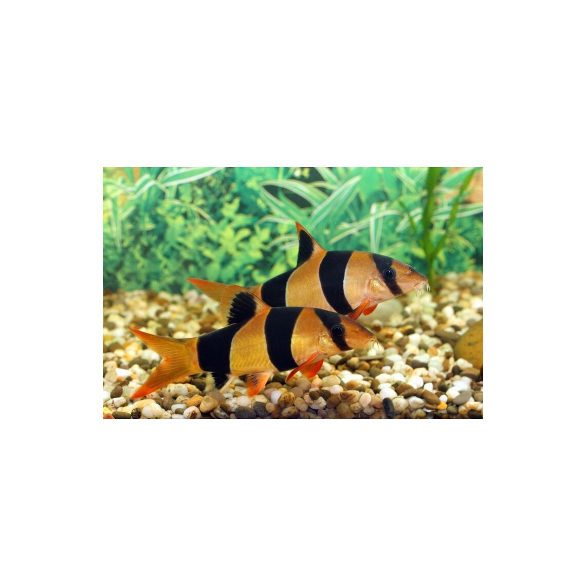 Боция Клоун размер XL