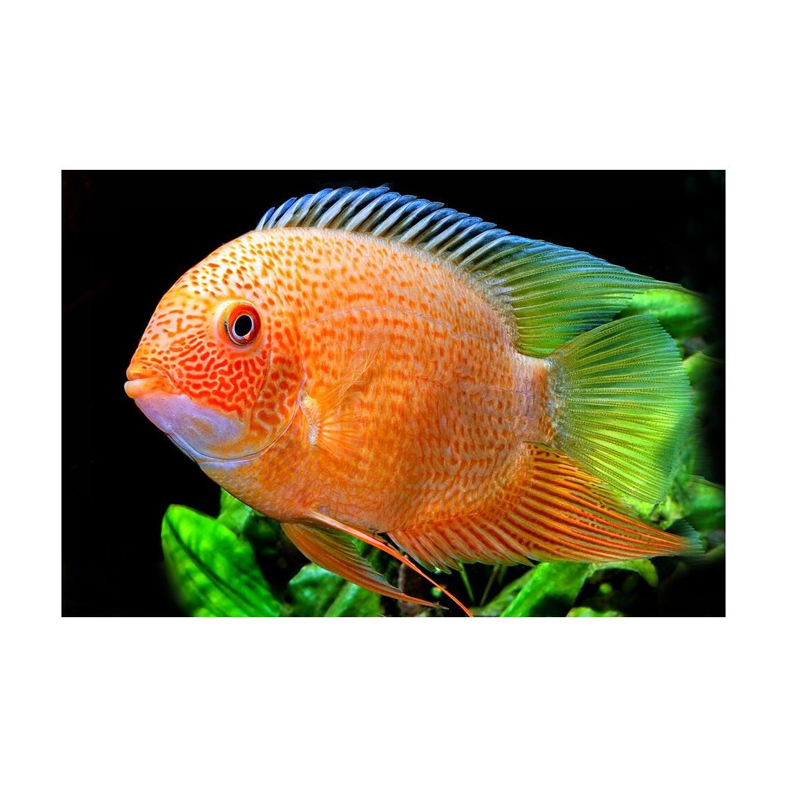 Северум красноточечный XXL