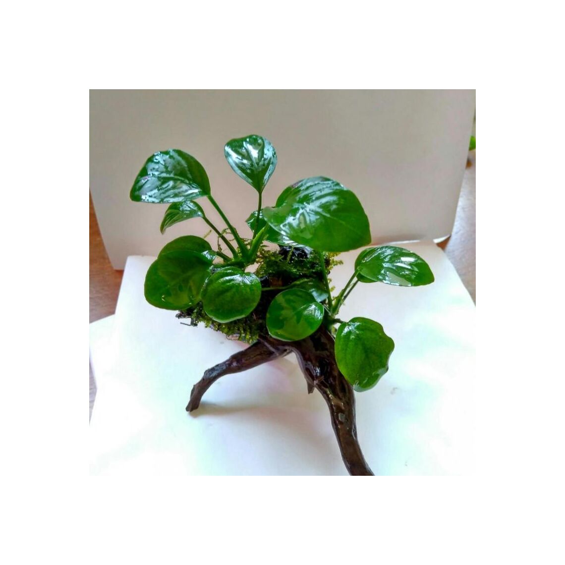 Анубиас на коряге (580)