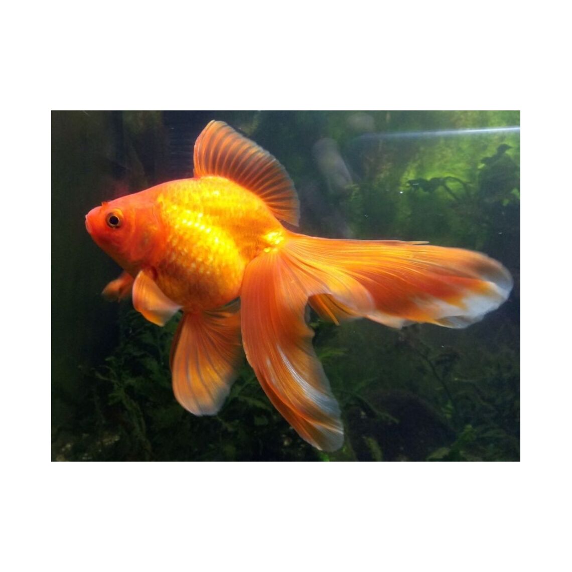Золотая рыбка Ассорти ХL