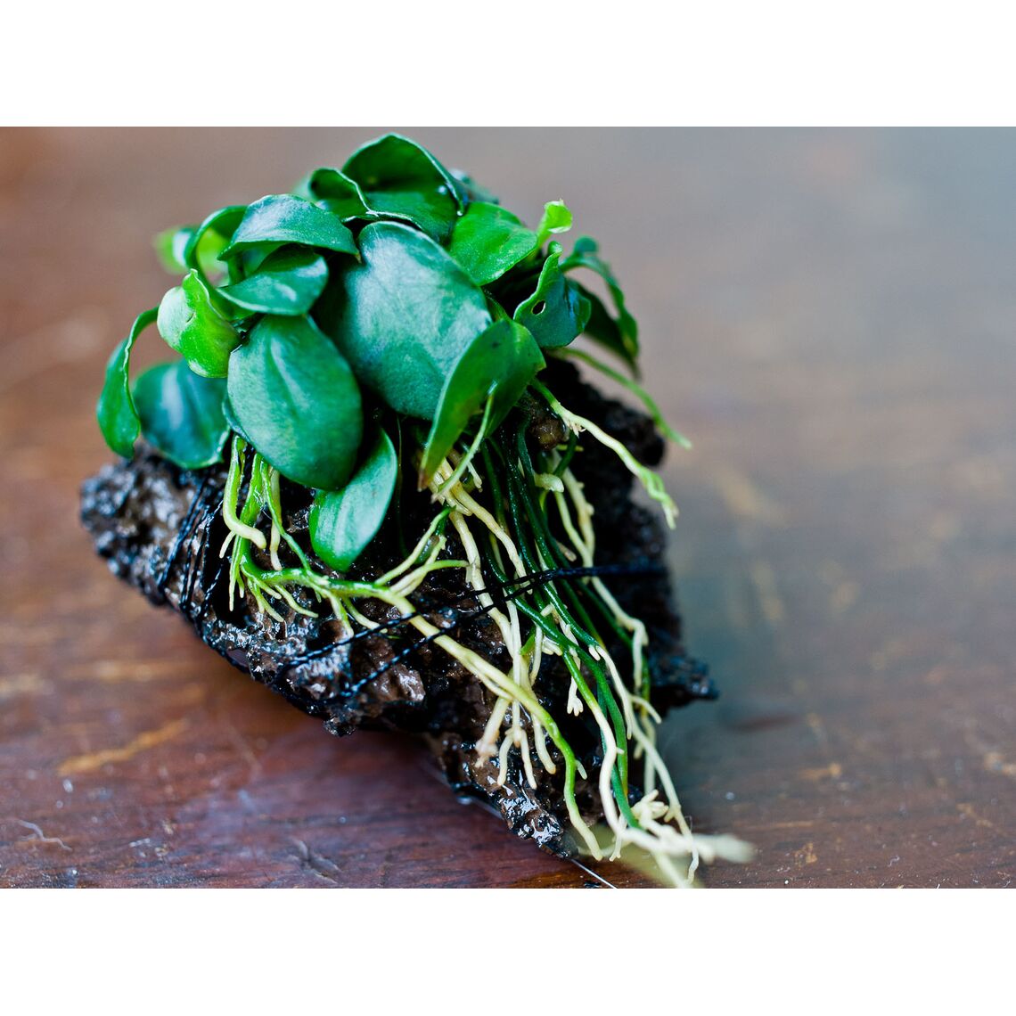 Анубиас нана  на лаве/коряге