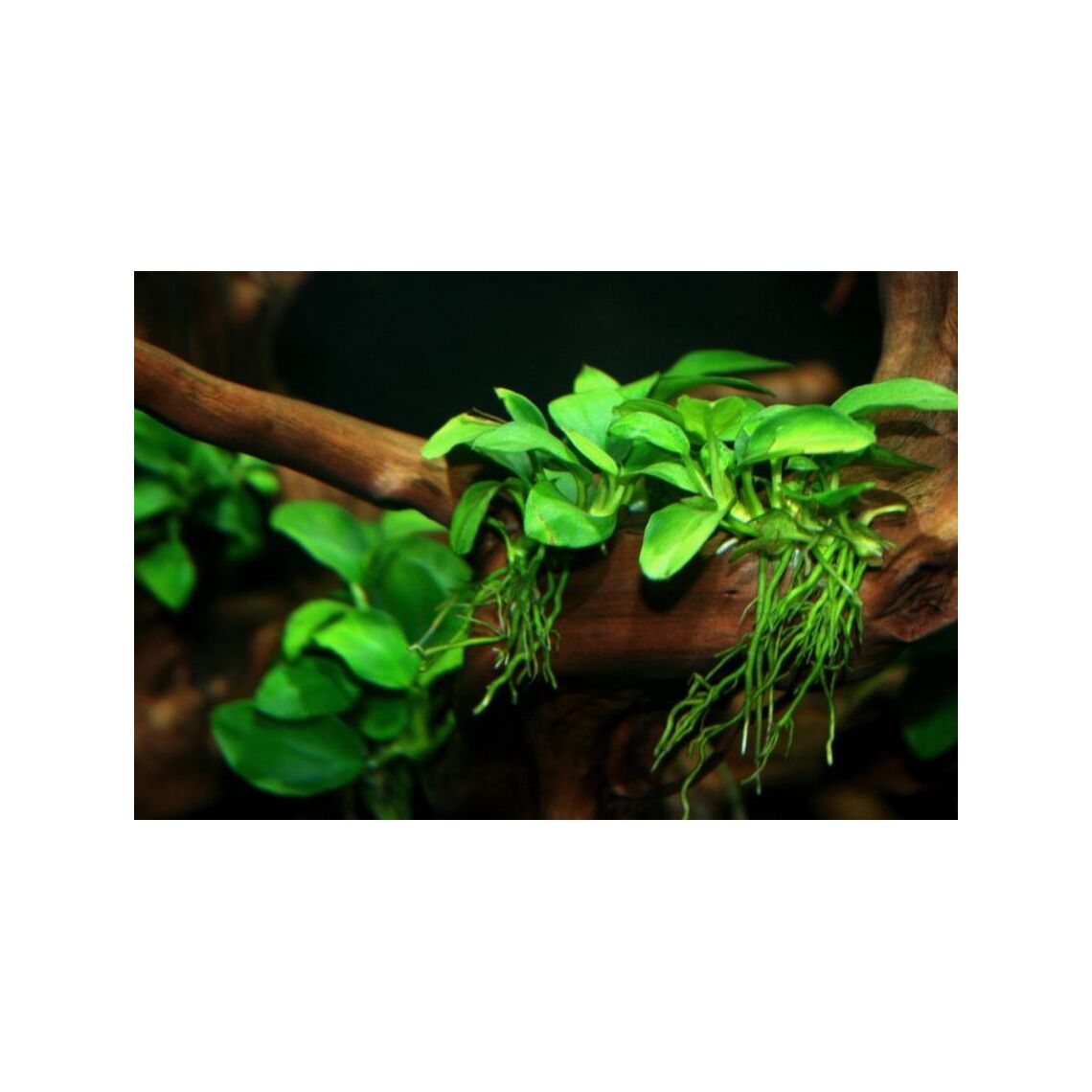 Анубиас на коряге М (850)