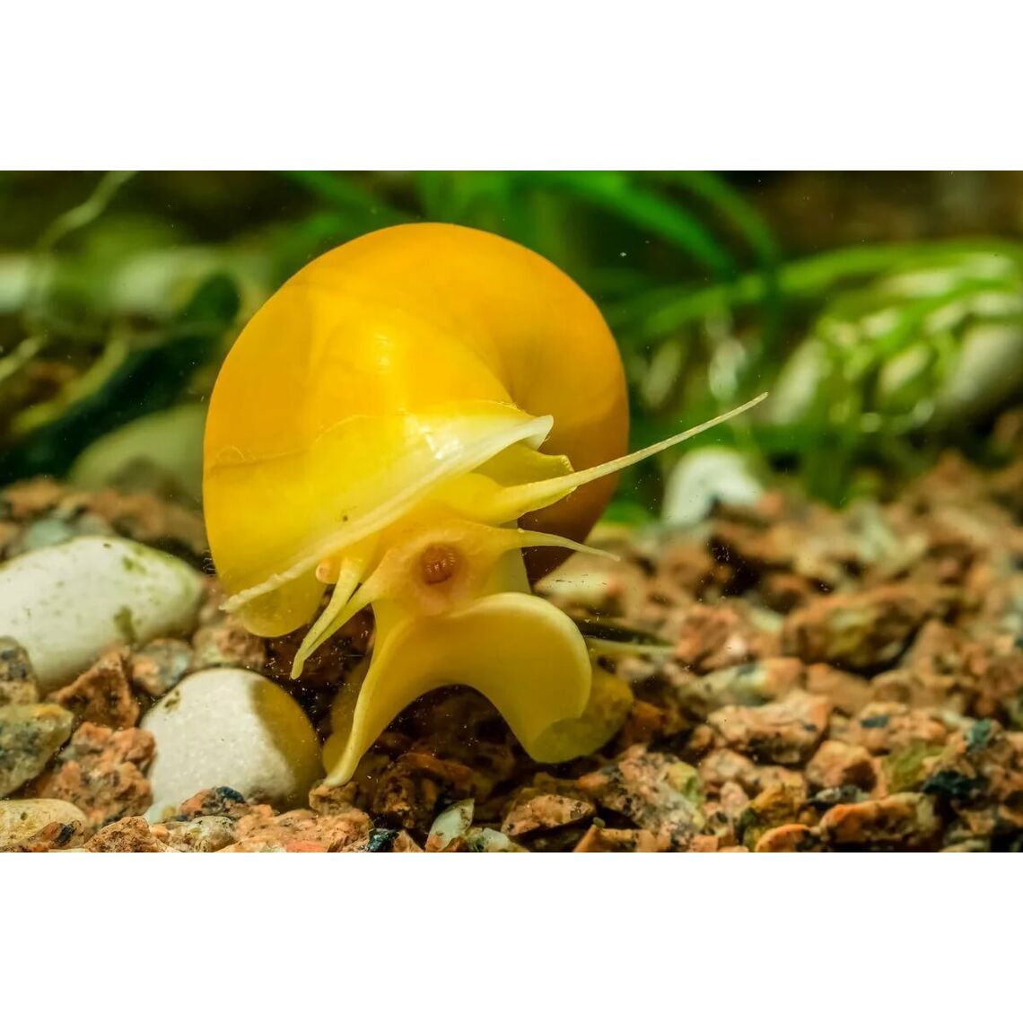 Улитка Ампулярия