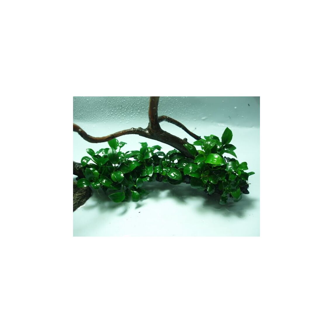 Анубиас бартери на коряге L (2120)