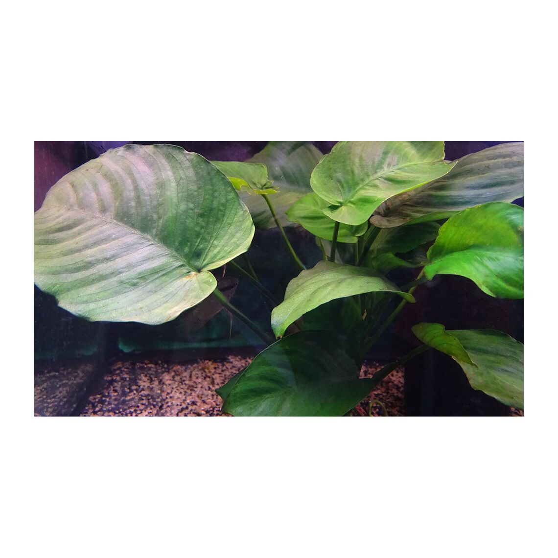 Анубиас Бартери Круглолистный