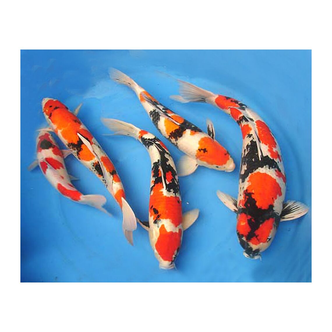 Карп Кои ассорти S