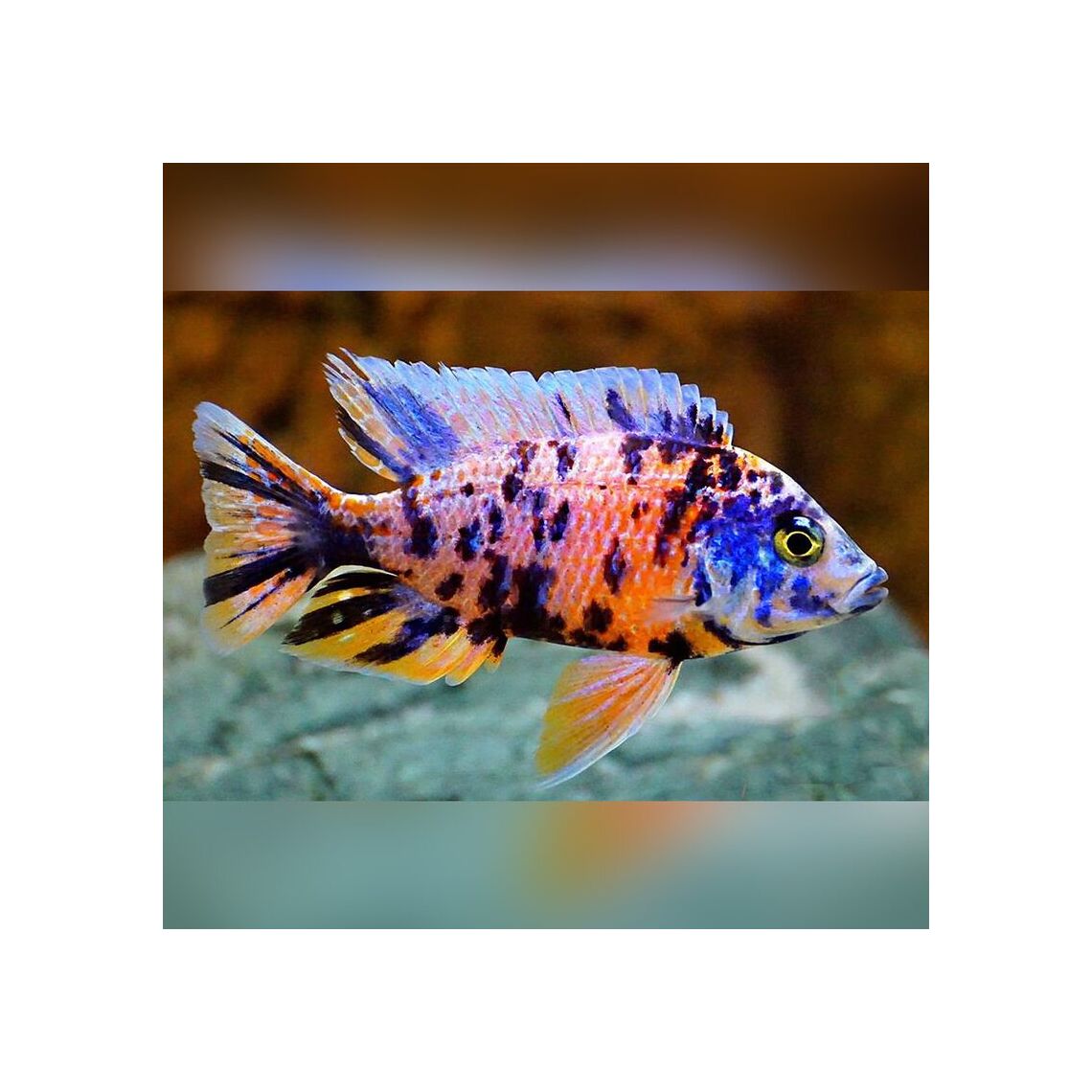 Аулонокара Мультиколор XL