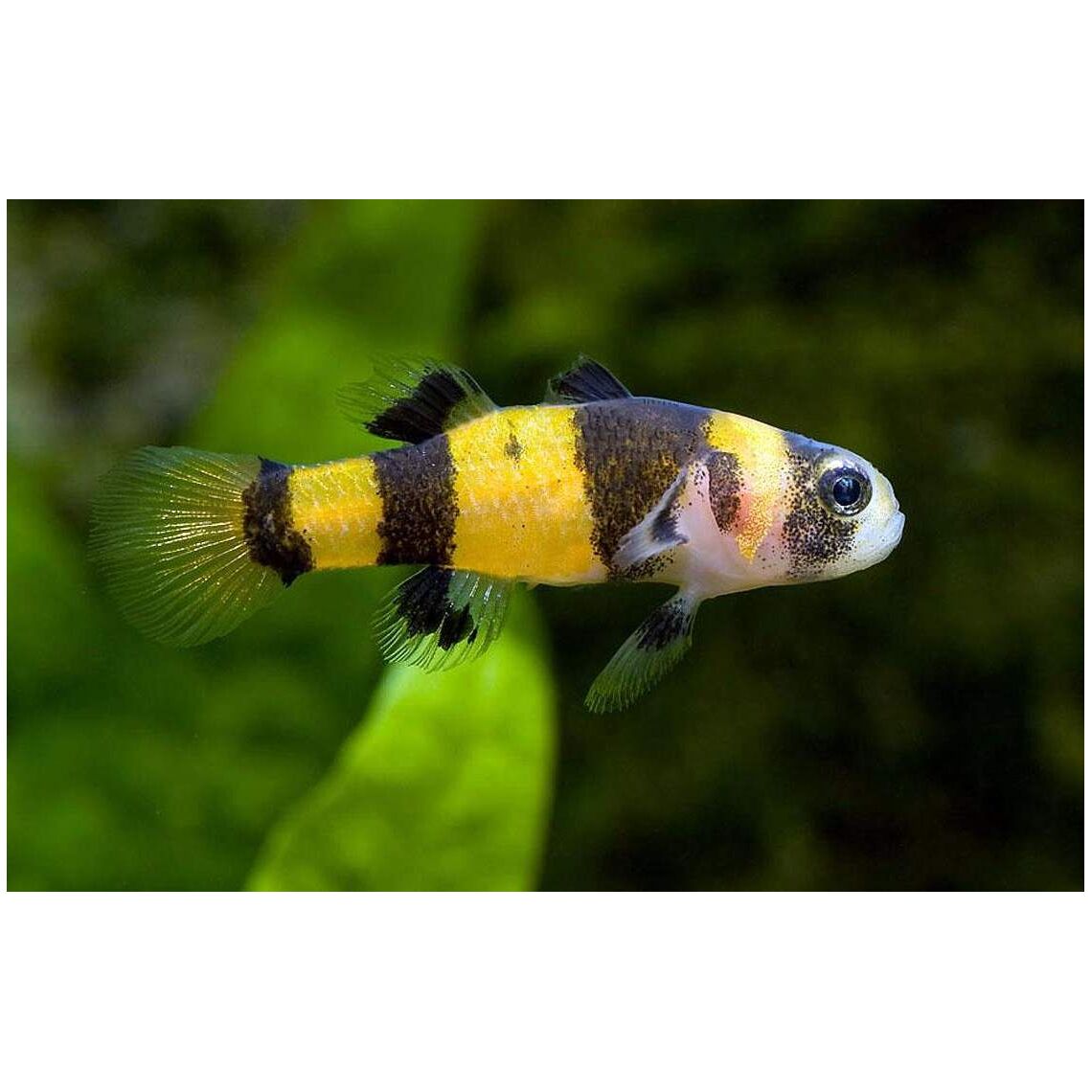 Бычок Пчелка