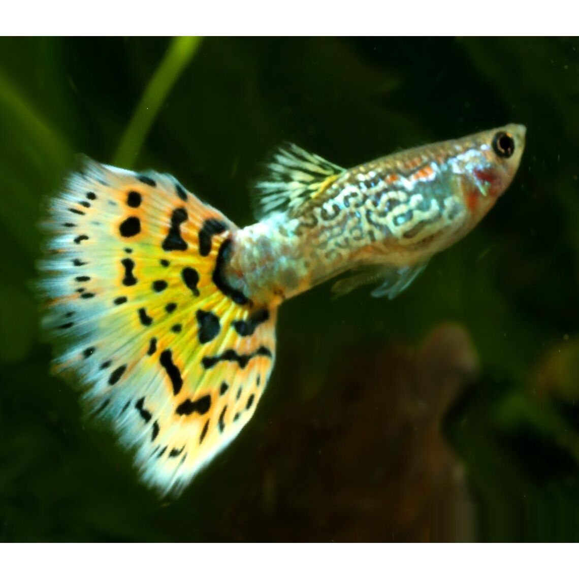 Гуппи кобра ананас