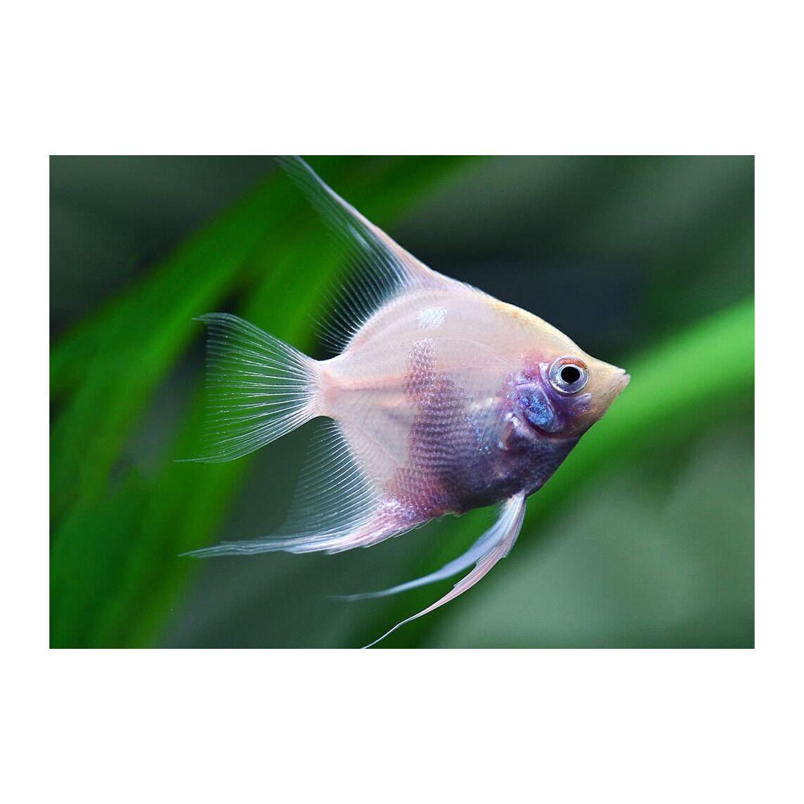 Скалярия Болгарская Жемчужина