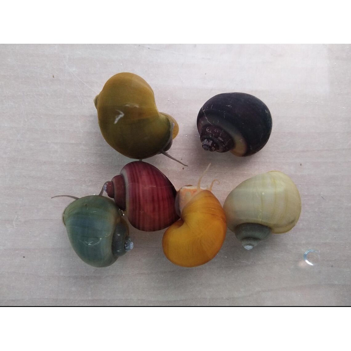 Улитка Ампулярия (ЦВЕТ)