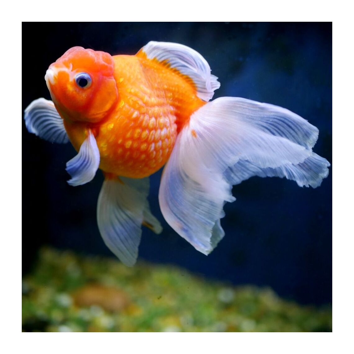 Жемчужина S (Carassius auratus var.)