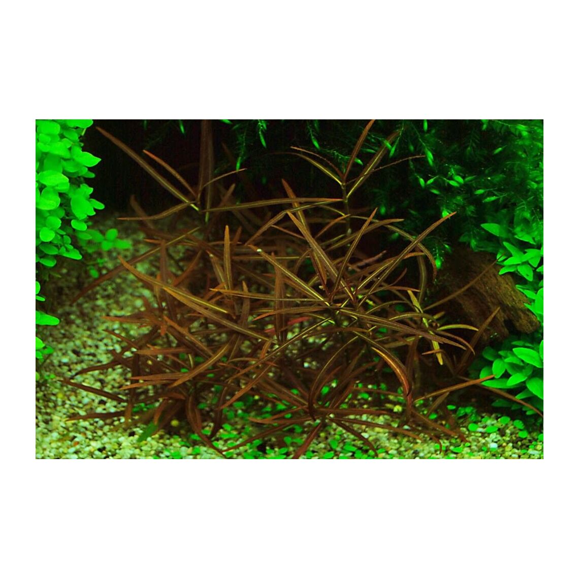 Гигрофила Арагуая