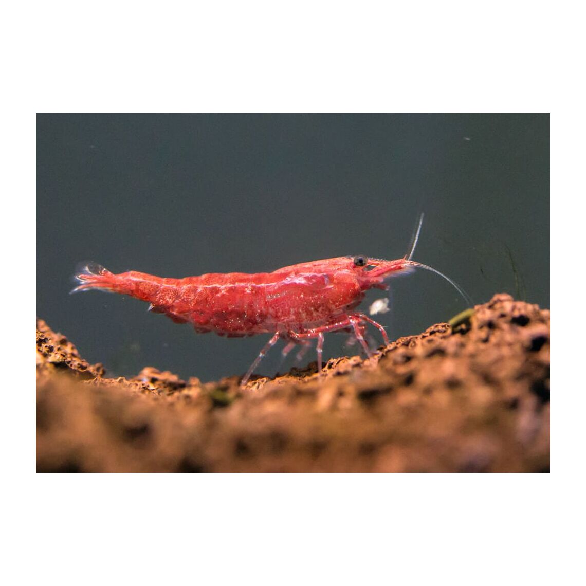 Креветка Красный огонь  (Red Fire Shrimp)