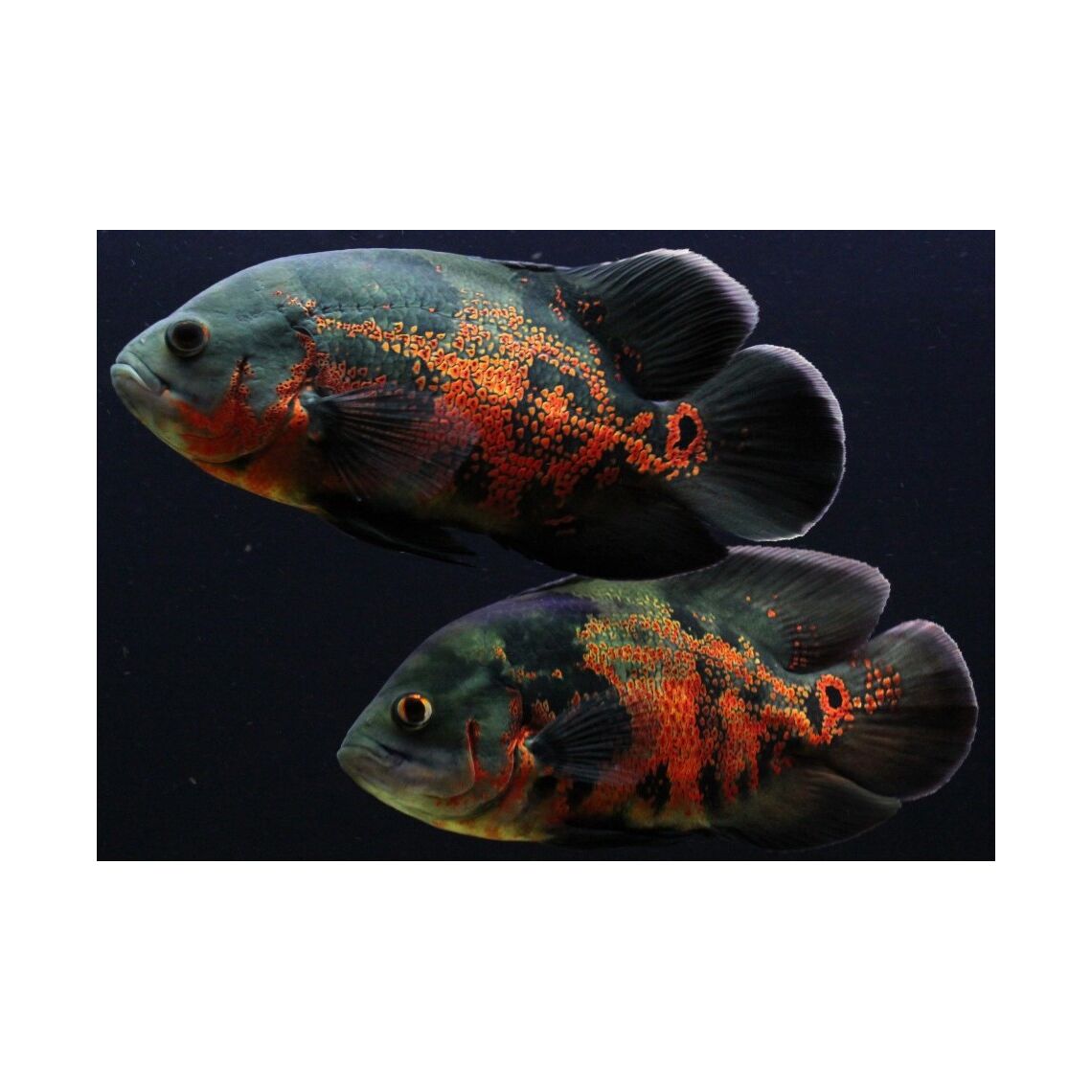 Астронотус S (Astronotus Ocellatus)