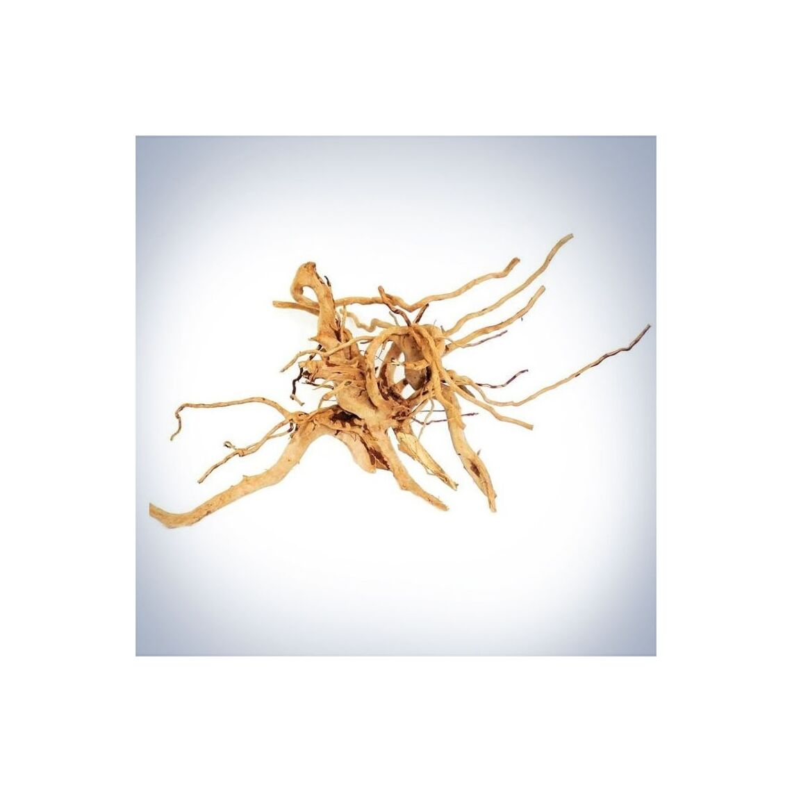 Коряга Паучий корень 20-50 см.