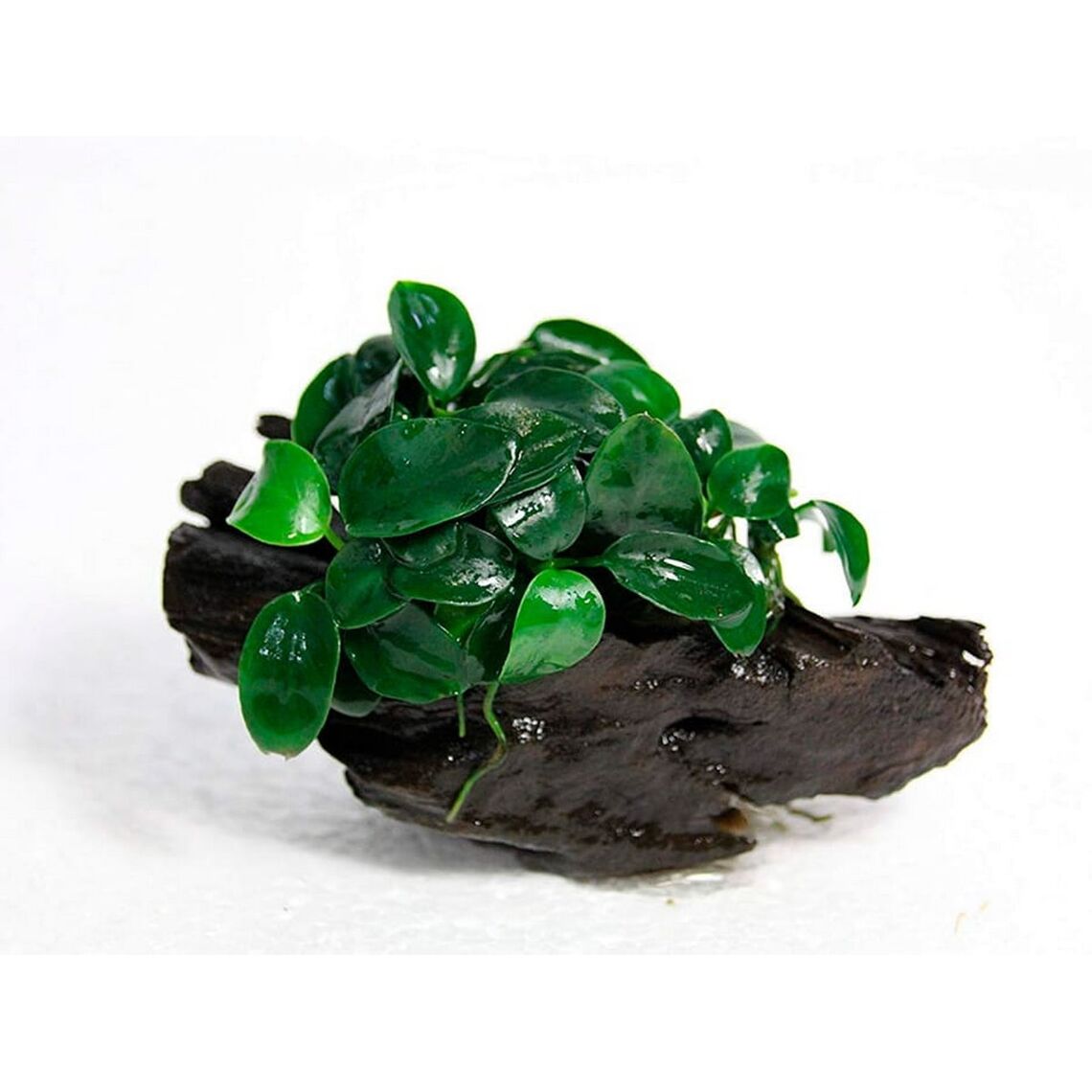 Анубиас Нана Одиночное