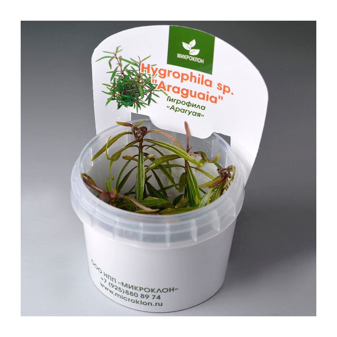 Гигрофила Арагуая меристема