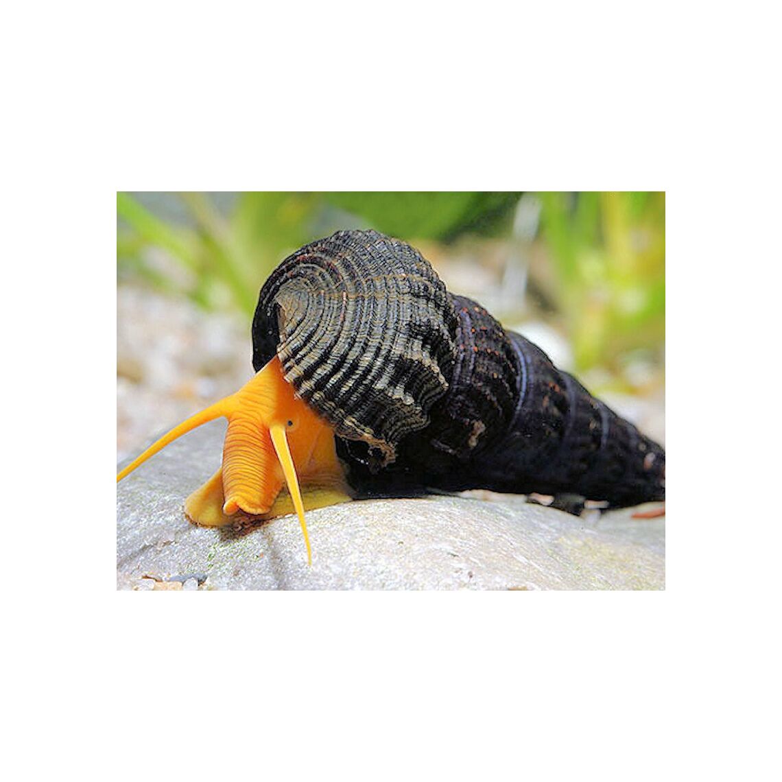 Улитка Тиломелания Оранжевый Кролик