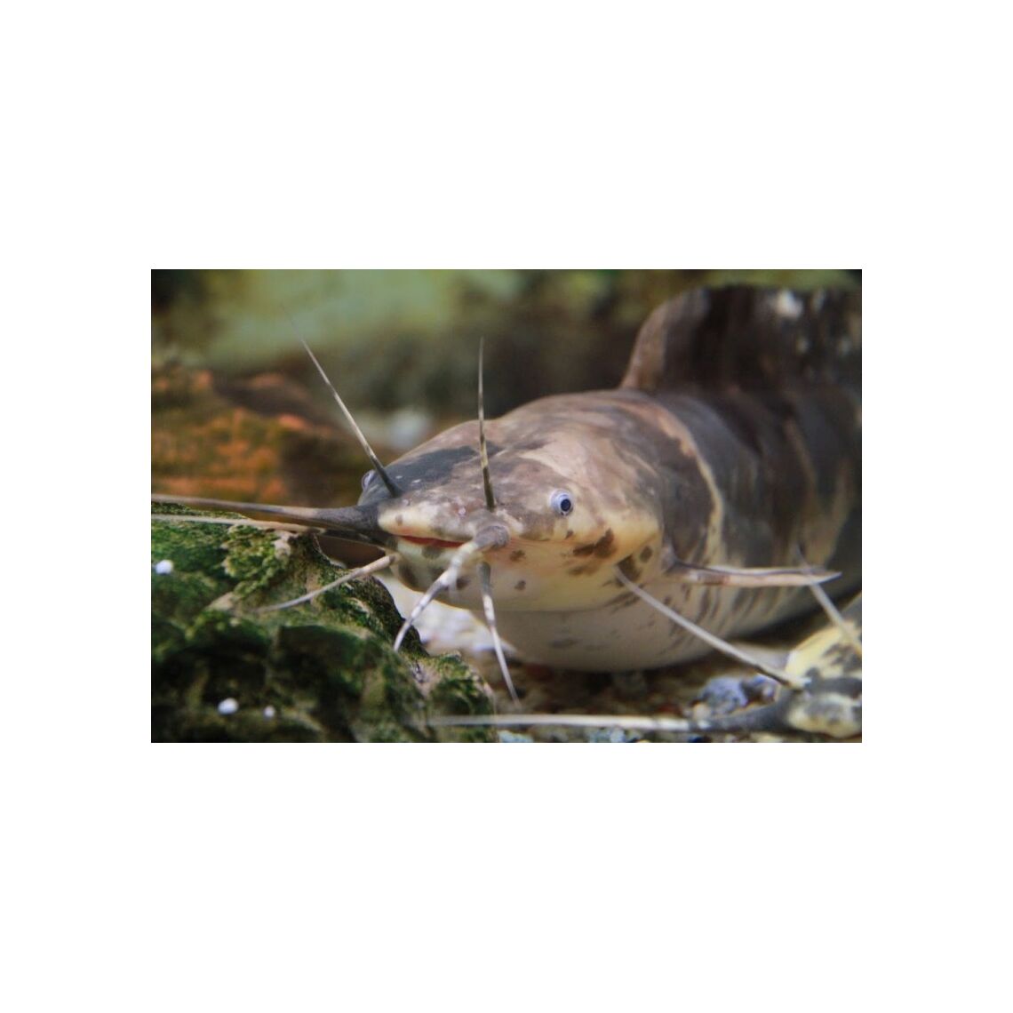 Сом Клариевый крупный