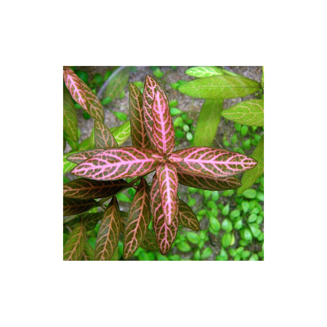 Гигрофила  Розанервис