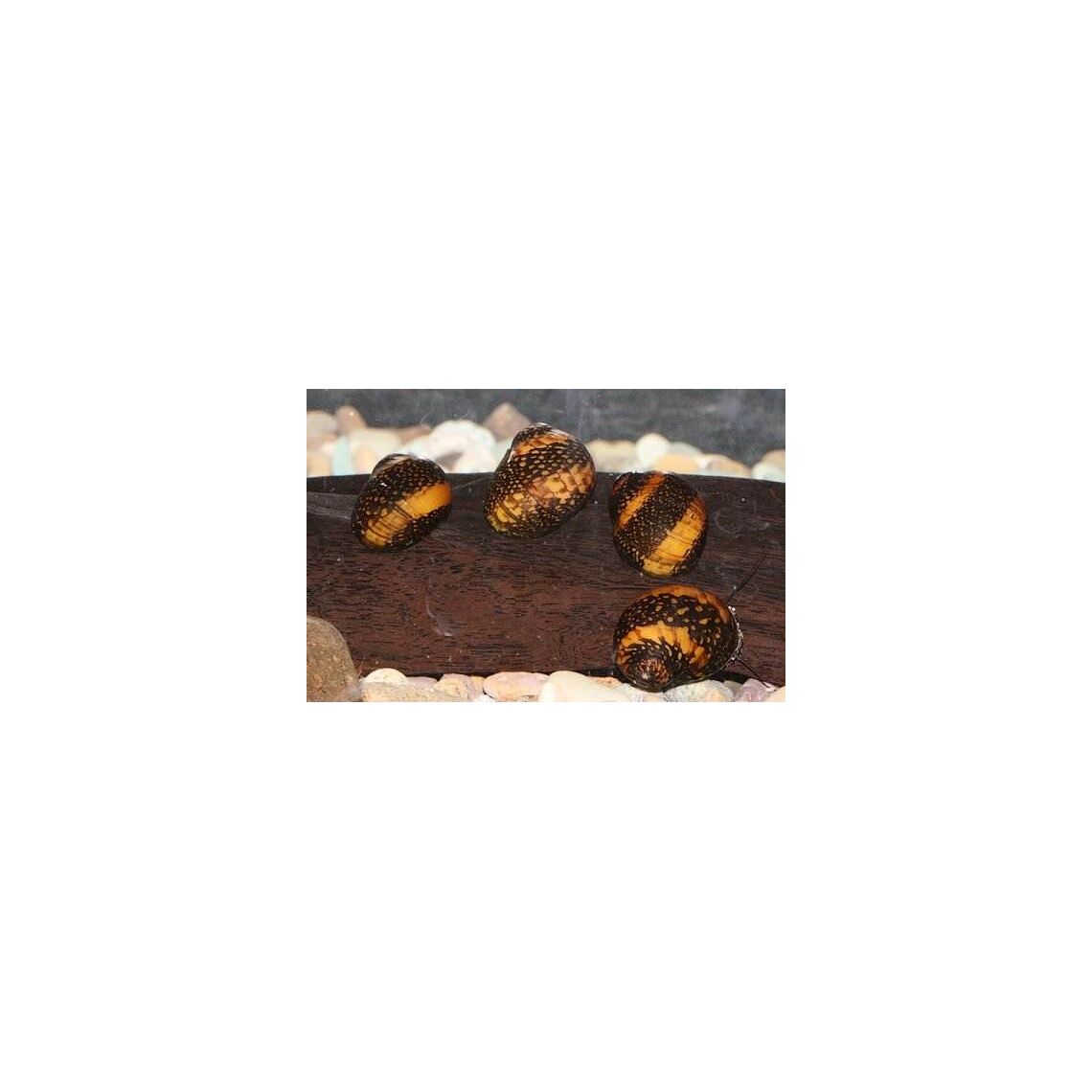 Улитка Батик