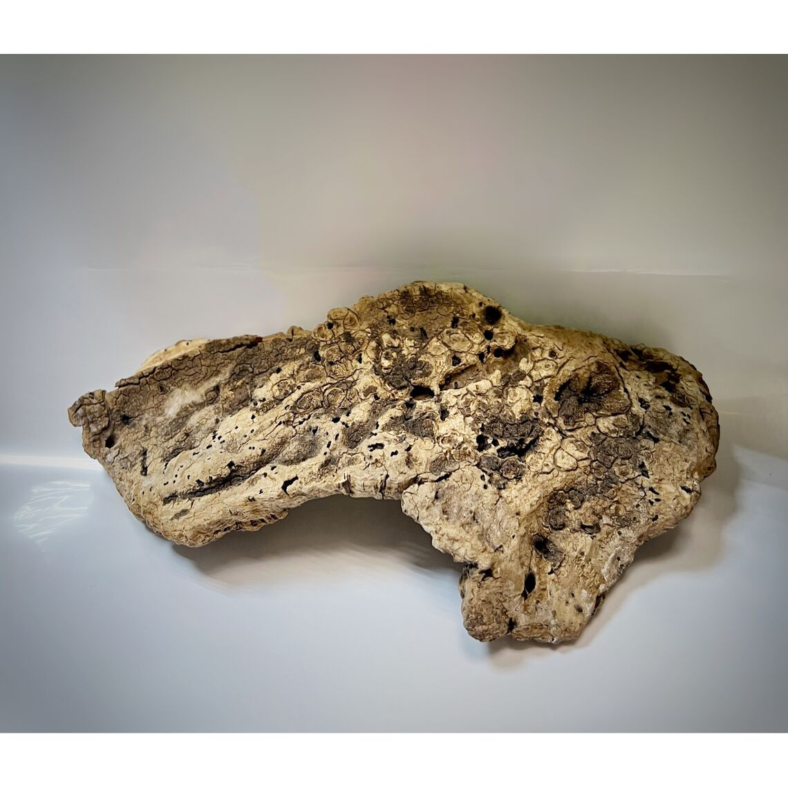 Коряга для террариума 22*10*5