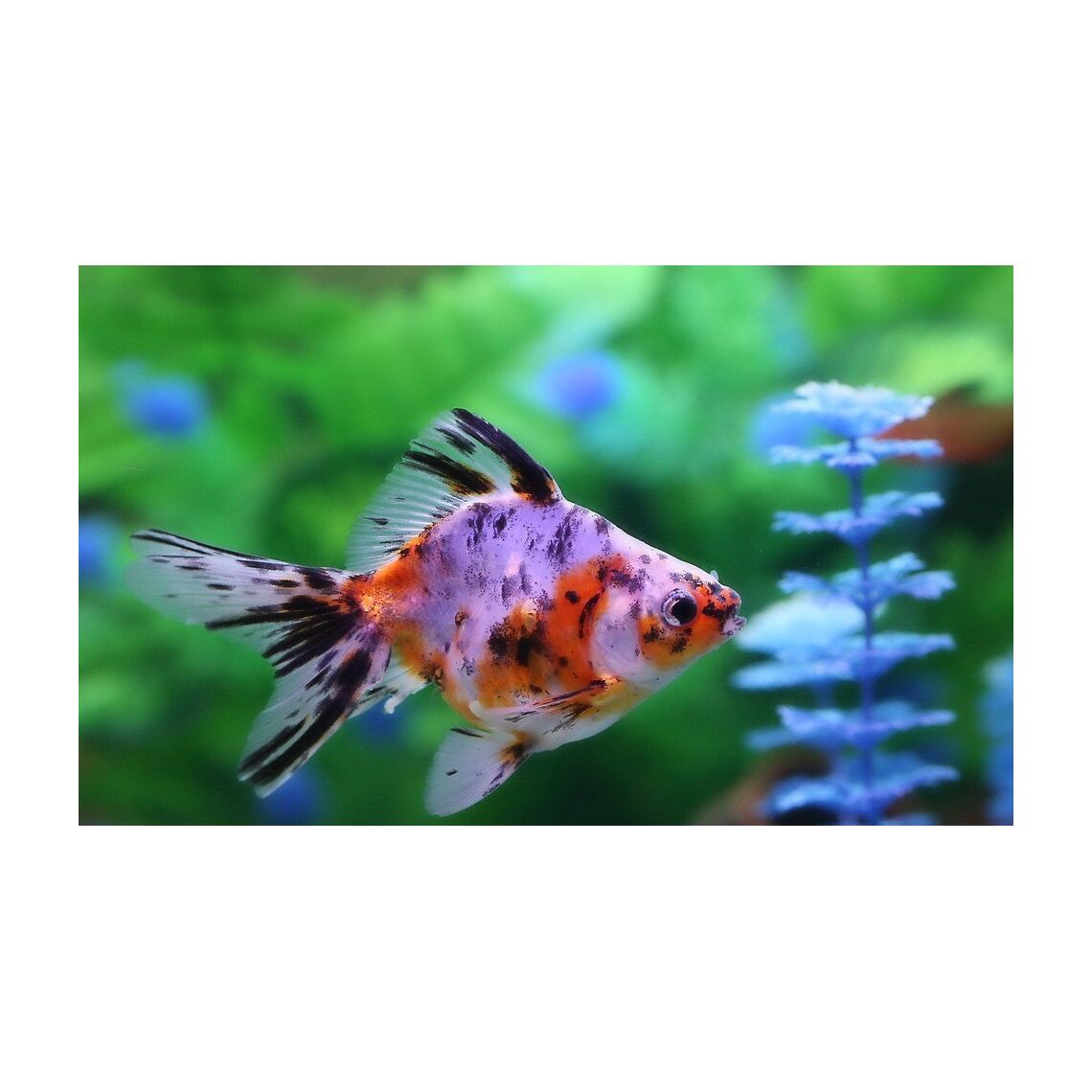 Золотая рыбка Ситцевая 5 см