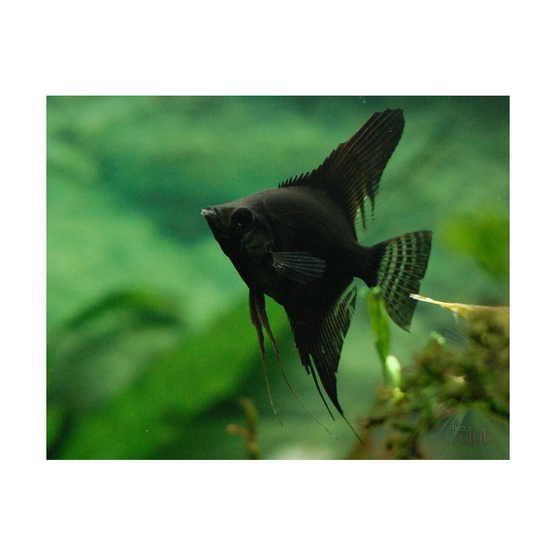 Скалярия Черная S (Pterophyllum scalare var.)
