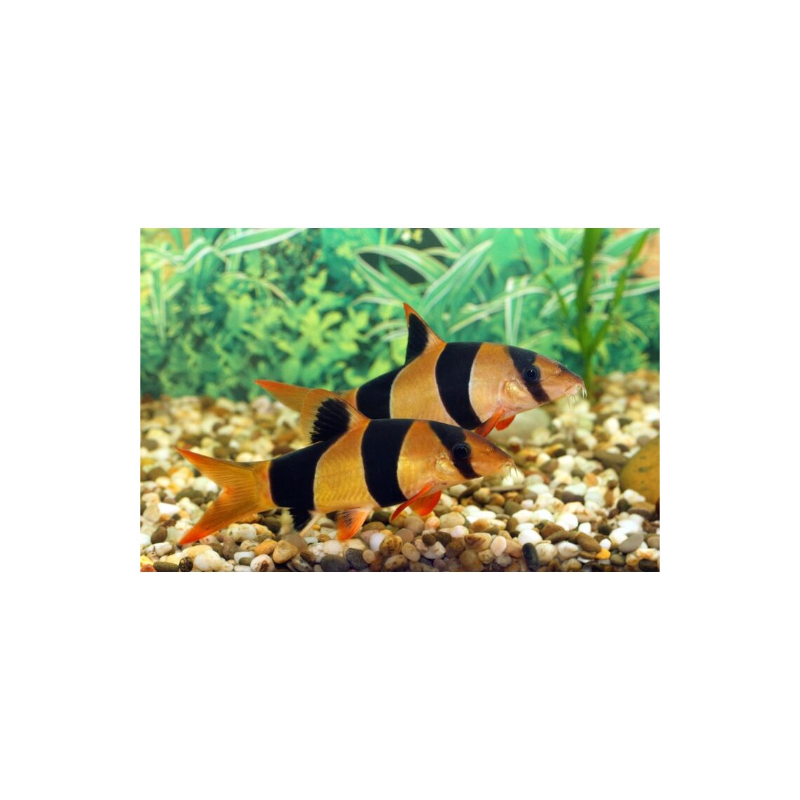 Боция Клоун S (Chromobotia macracanthus)